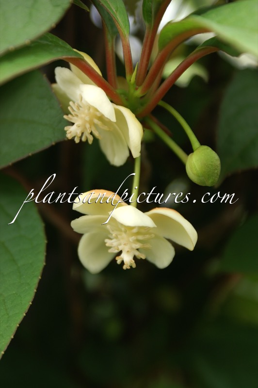 Schisandra grandiflora
