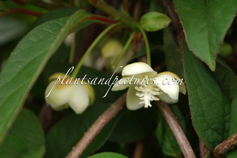 Schisandra grandiflora