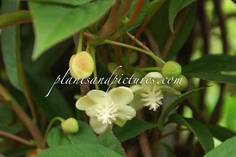 Schisandra grandiflora