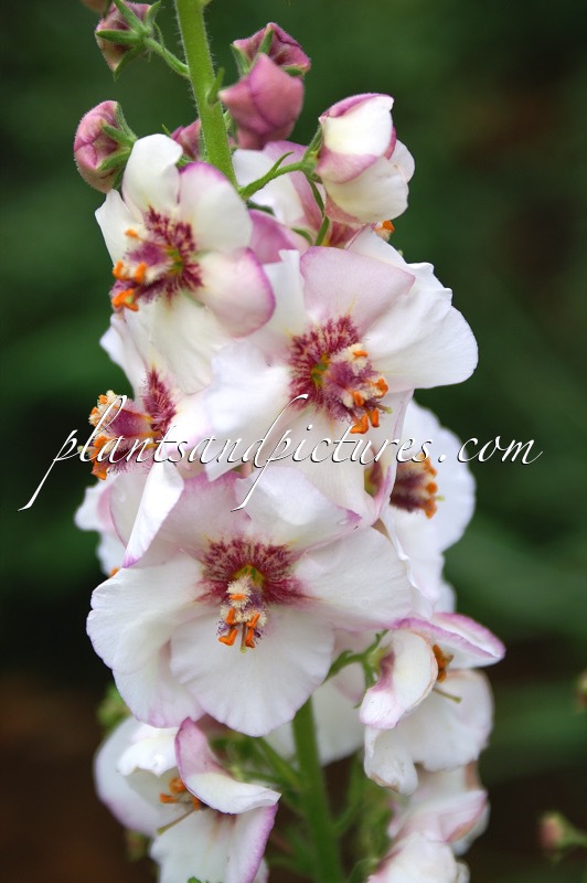 Verbascum ‘Jackie in Spots’