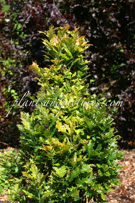 Quercus robur ‘Menhir’