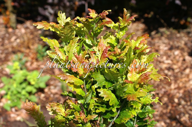 Quercus robur ‘Menhir’