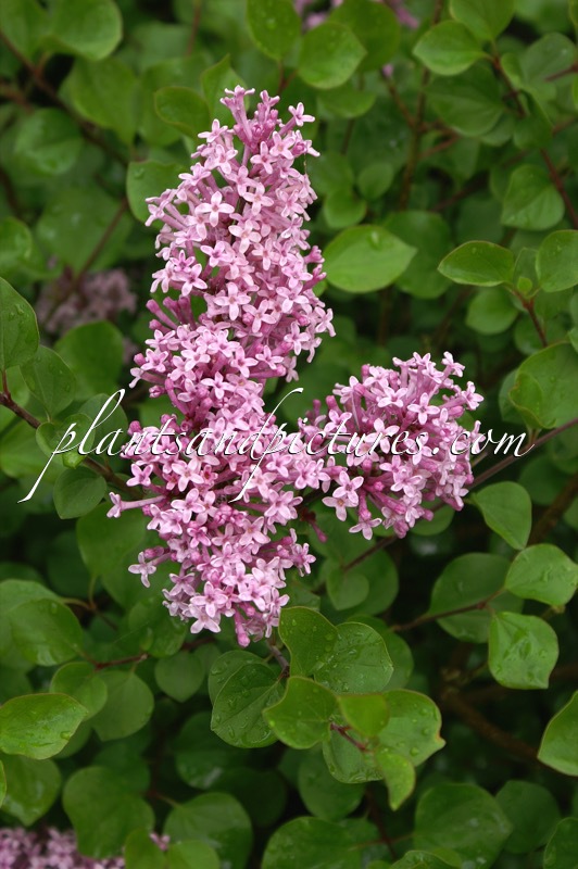 Syringa meyeri ‘Alexandra’