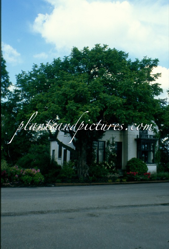 Pterocarya fraxinifolia