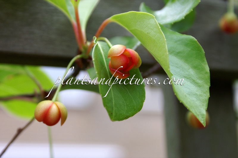 Schisandra sphenanthera