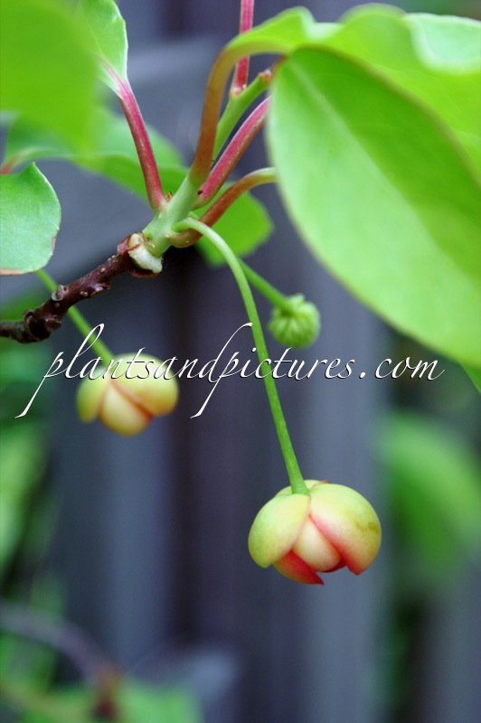 Schisandra sphenanthera