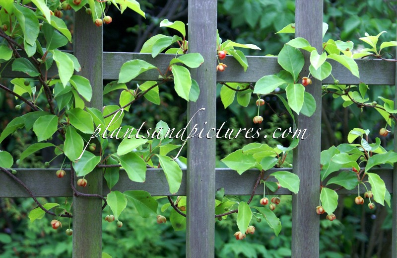 Schisandra sphenanthera