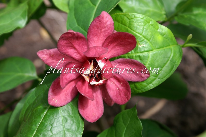 Calycanthus raulstonii ‘Hartlage Wine’