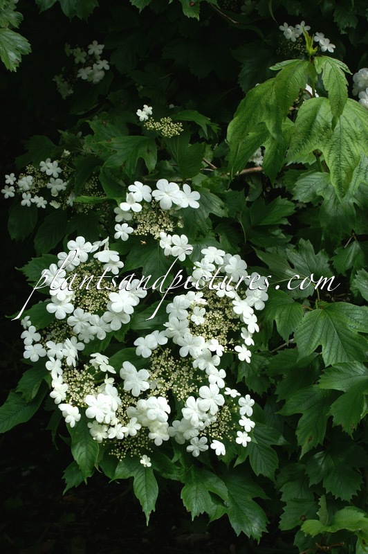 Viburnum sargentii ‘Susquehanna’