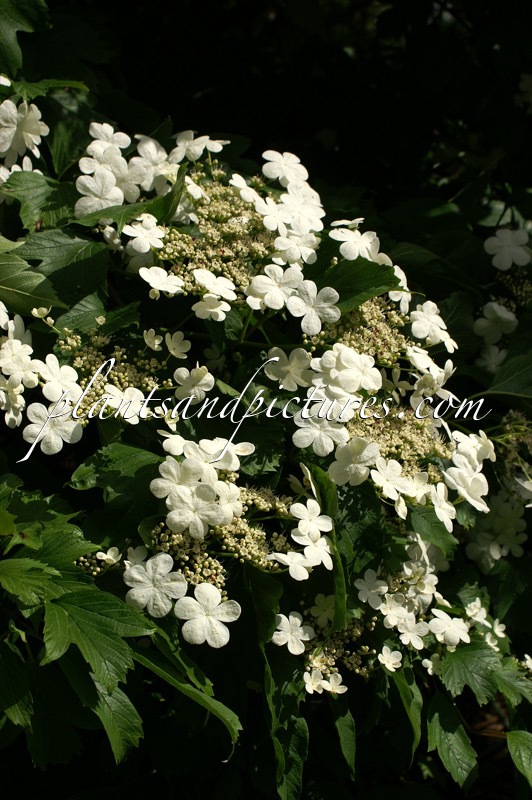 Viburnum sargentii ‘Susquehanna’
