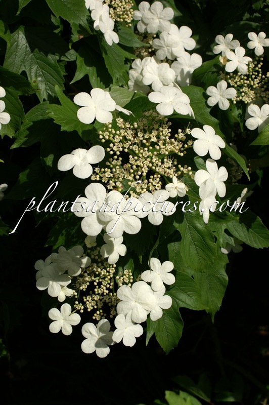 Viburnum sargentii ‘Susquehanna’