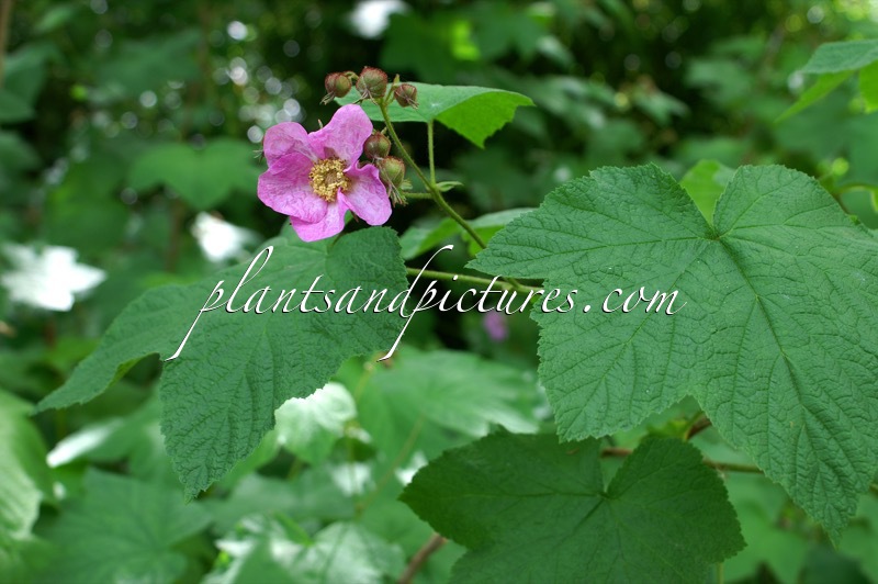 Rubus fraseri