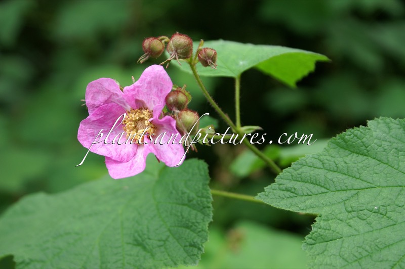 Rubus fraseri
