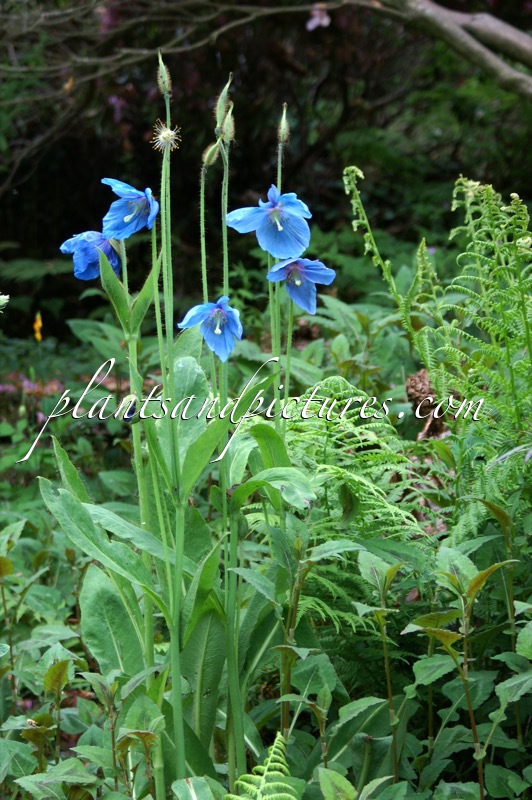 Meconopsis betonicifolia