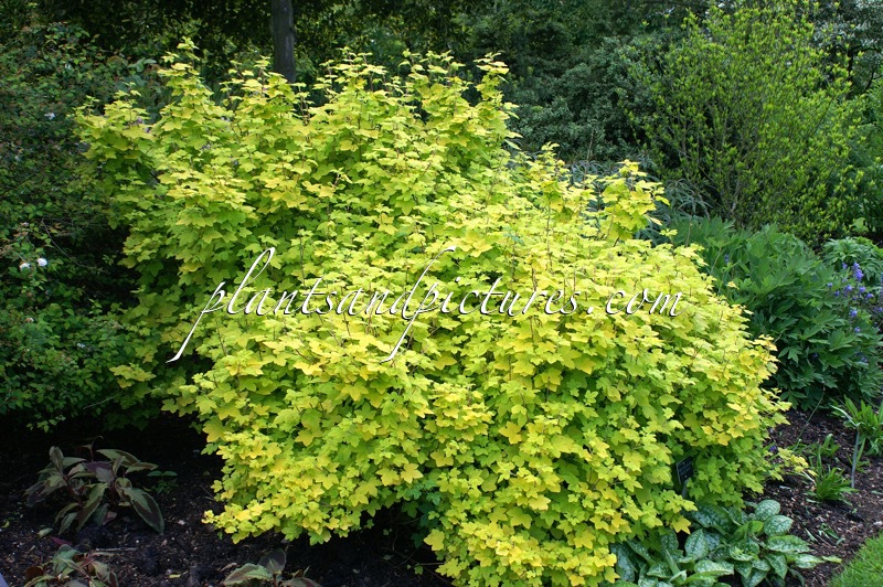 Ribes sanguineum ‘Brocklebankii’