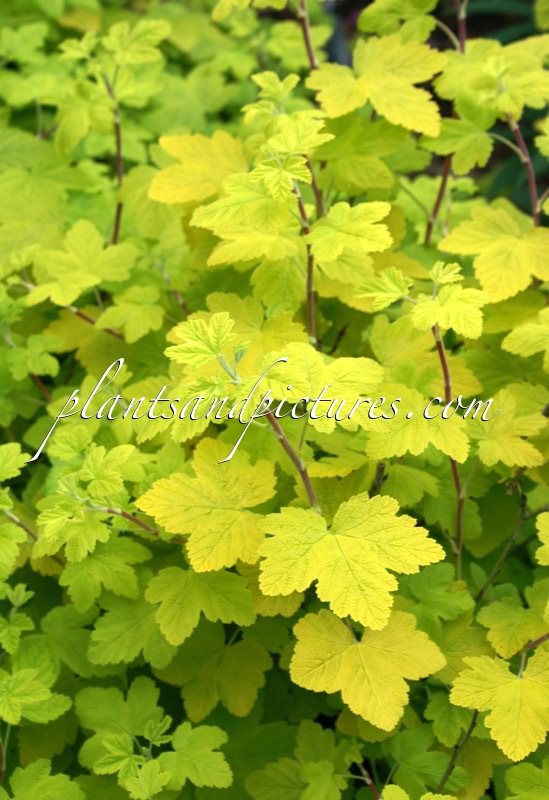 Ribes sanguineum ‘Brocklebankii’