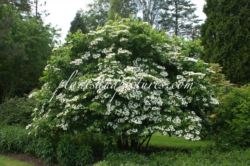 Viburnum sargentii ‘Susquehanna’