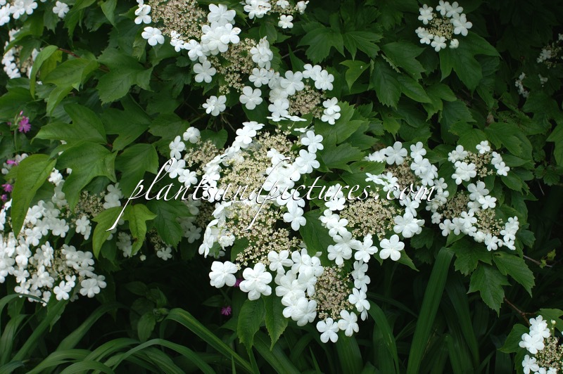Viburnum sargentii ‘Susquehanna’