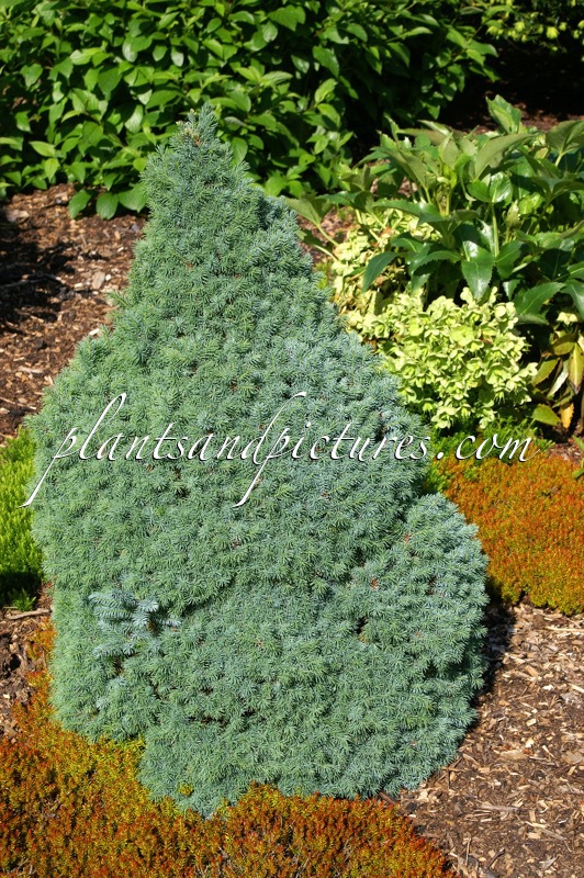Picea glauca ‘Haal’ (ALBERTA BLUE)