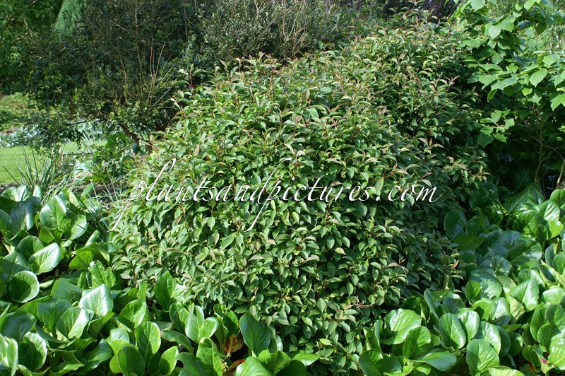 Viburnum farreri ‘Nanum’