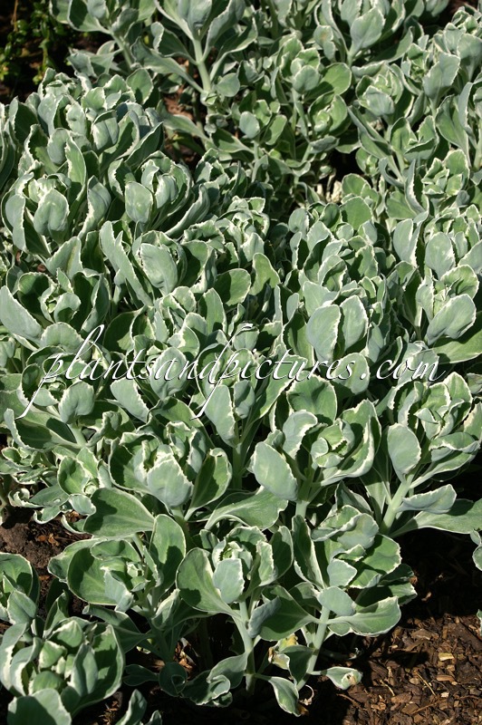 Sedum ‘Frosty Morn’