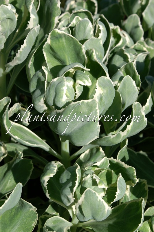 Sedum ‘Frosty Morn’