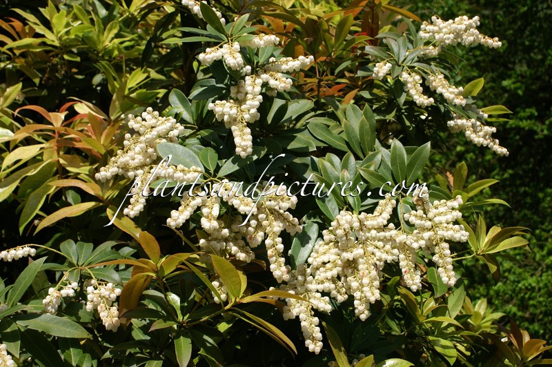 Pieris formosa