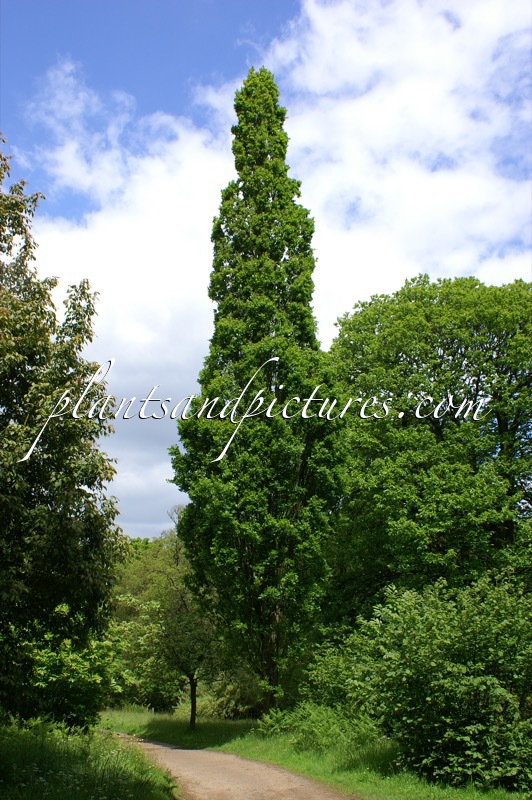 Quercus robur ‘Fastigiata’