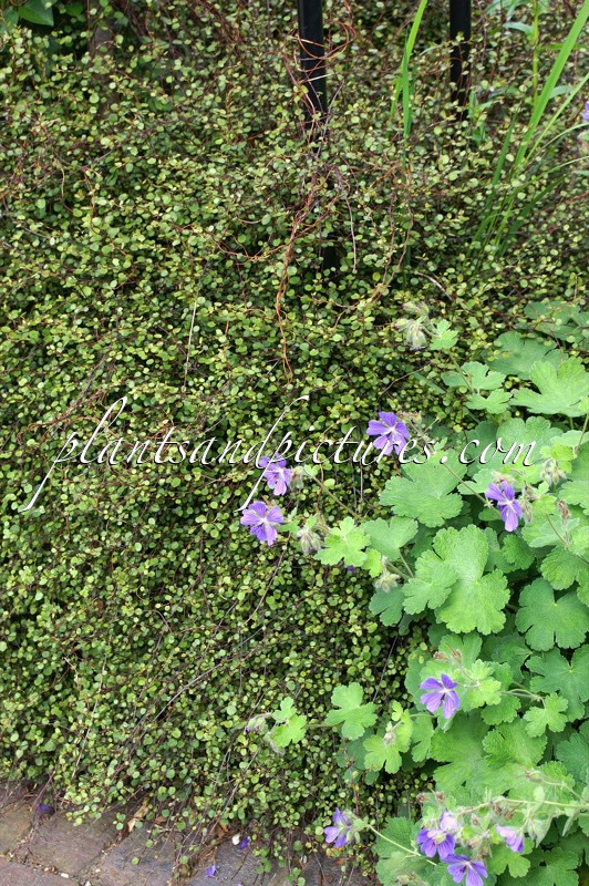 Muehlenbeckia axillaris