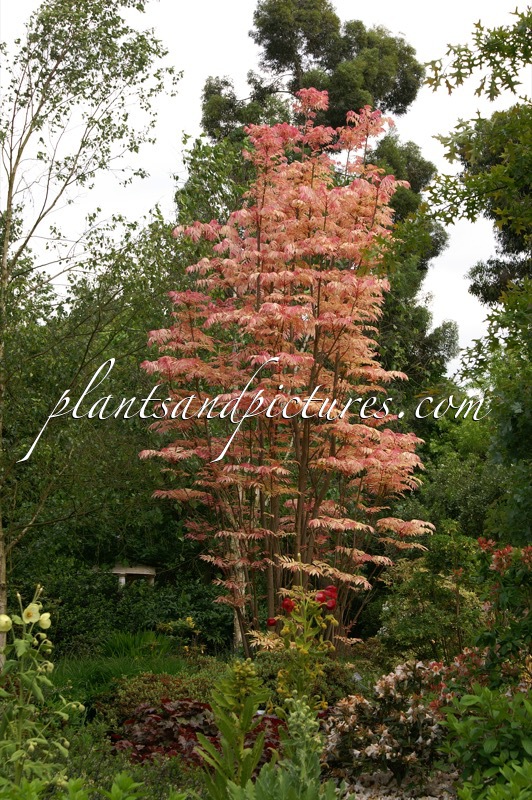 Toona sinensis ‘Flamingo’