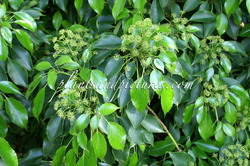 Trochodendron aralioides