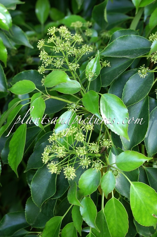 Trochodendron aralioides