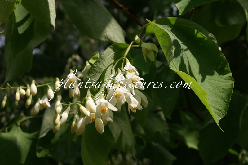 Styrax obassia
