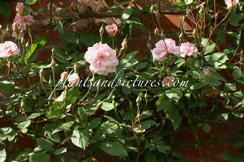 Rosa ‘Cécile Brünner’