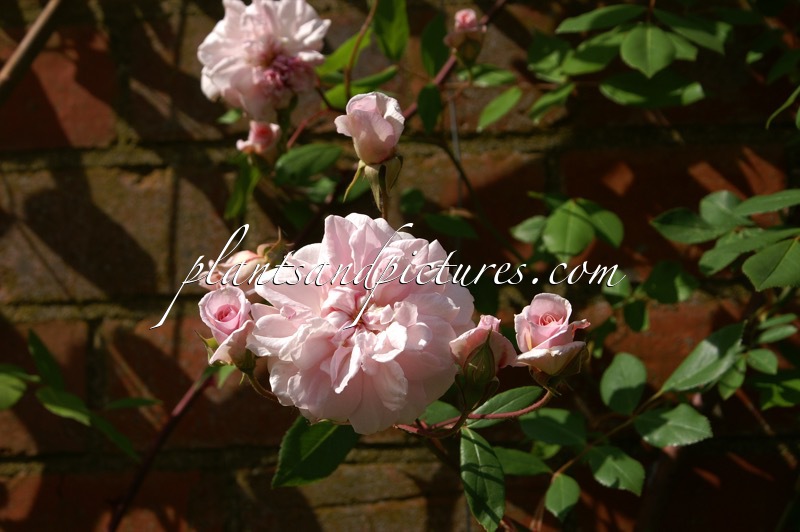 Rosa ‘Cécile Brünner’