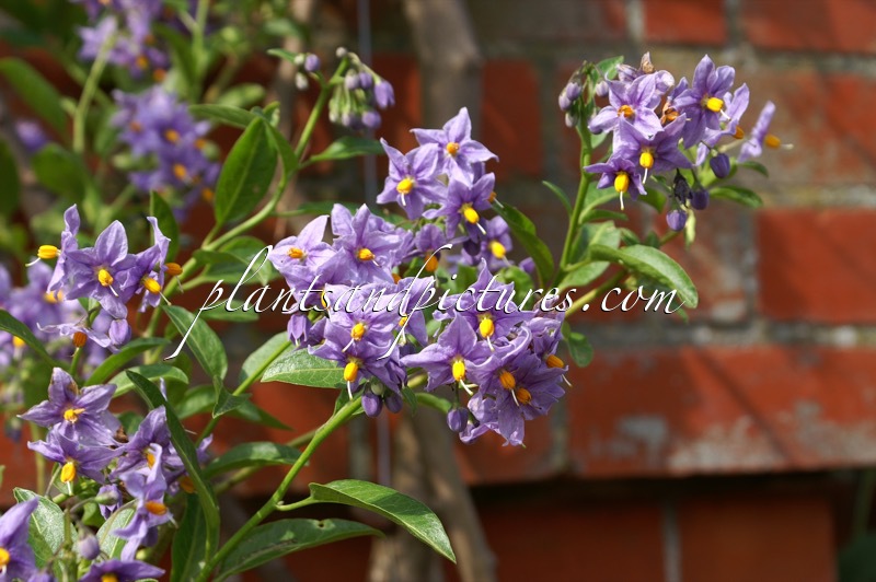 Solanum crispum ‘Glasnevin’
