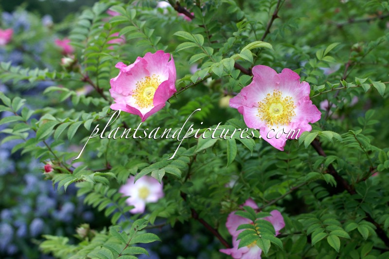 Rosa roxburghii