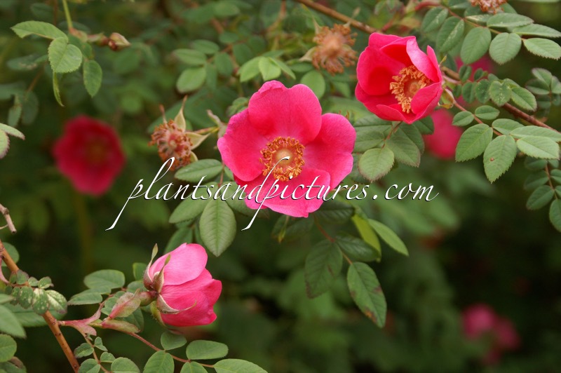 Rosa ‘Kingdon-Ward’