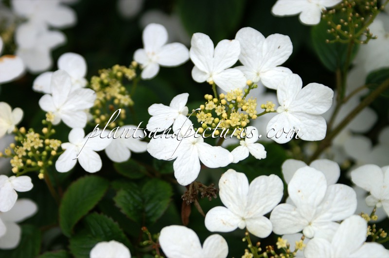 Viburnum plicatum ‘Summer Snowflake’