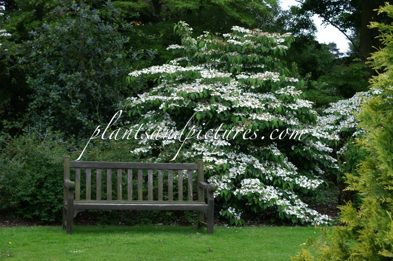Viburnum plicatum ‘Mariesii’