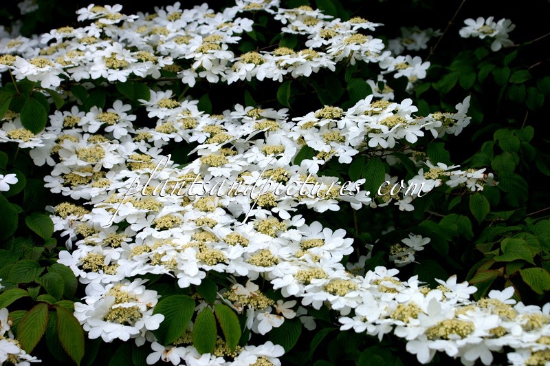 Viburnum plicatum ‘Rowallane’