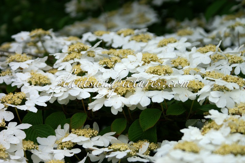 Viburnum plicatum ‘Rowallane’