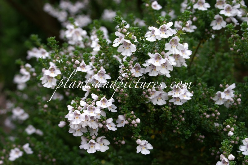 Prostanthera cuneata