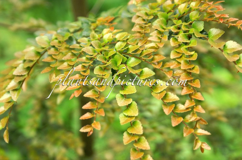 Nothofagus cunninghamii