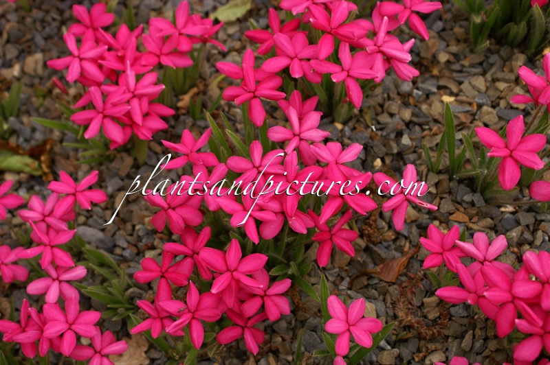Rhodohypoxis baurii ‘Terra Red’