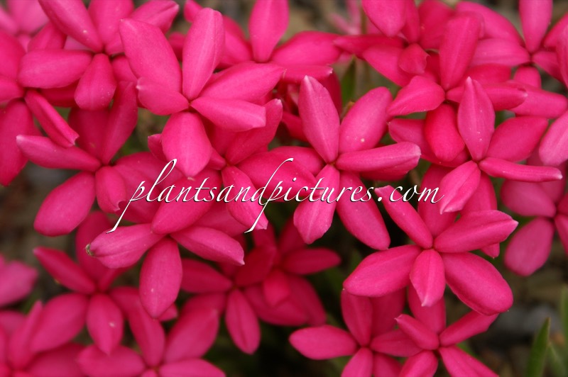 Rhodohypoxis baurii ‘Terra Red’