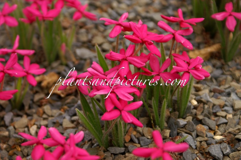 Rhodohypoxis baurii ‘Terra Red’