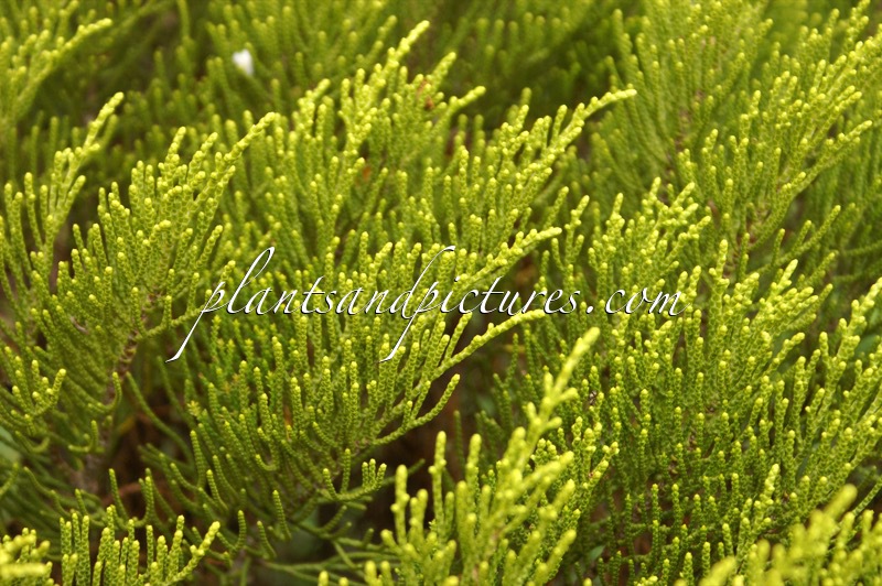 Hebe lycopodioides