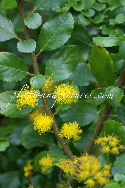 Azara serrata ‘Andes Gold’