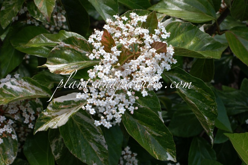 Viburnum japonicum